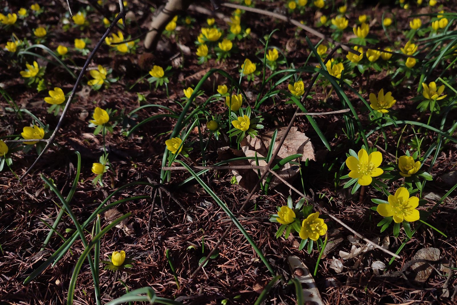 Eranthis hyemalis