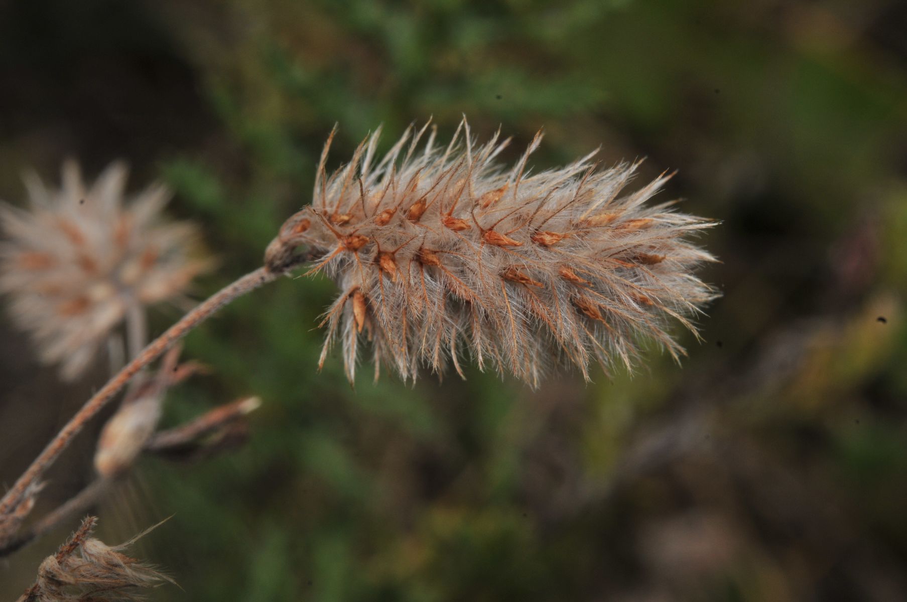 Ackerklee (Trifolium arvense)