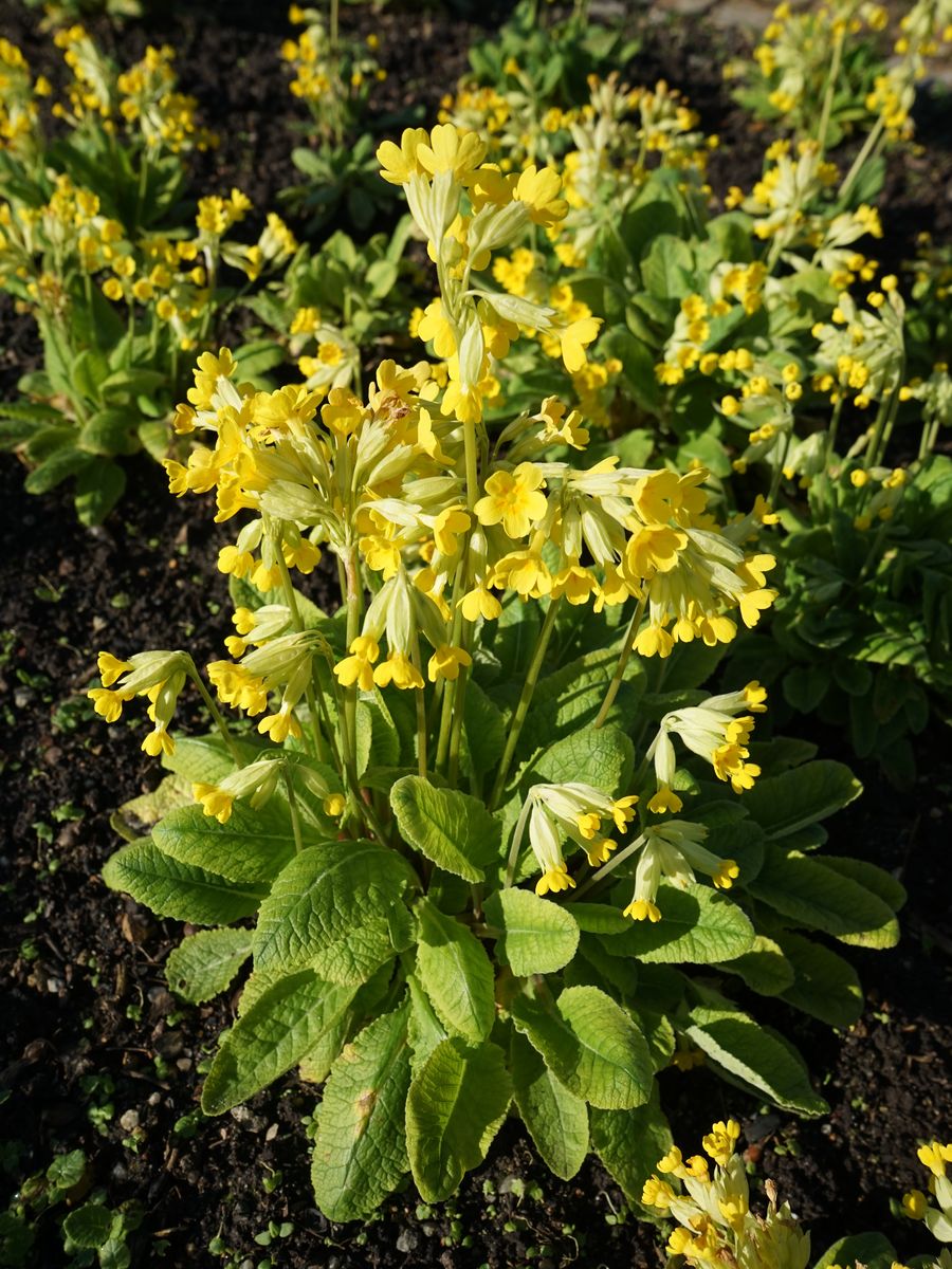 Primula veris AZ 230419 verkl