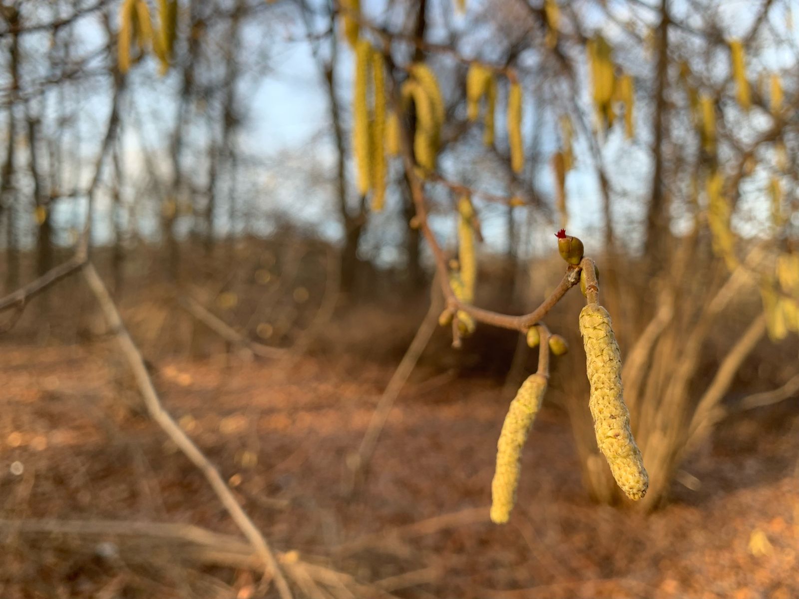 Haselblüte